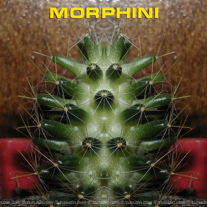 Original art poster - Morphini