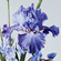 Fragment - Irises and peonies